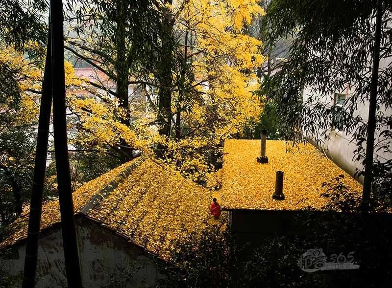 黄叶纷飞、夕阳晚照.jpg
